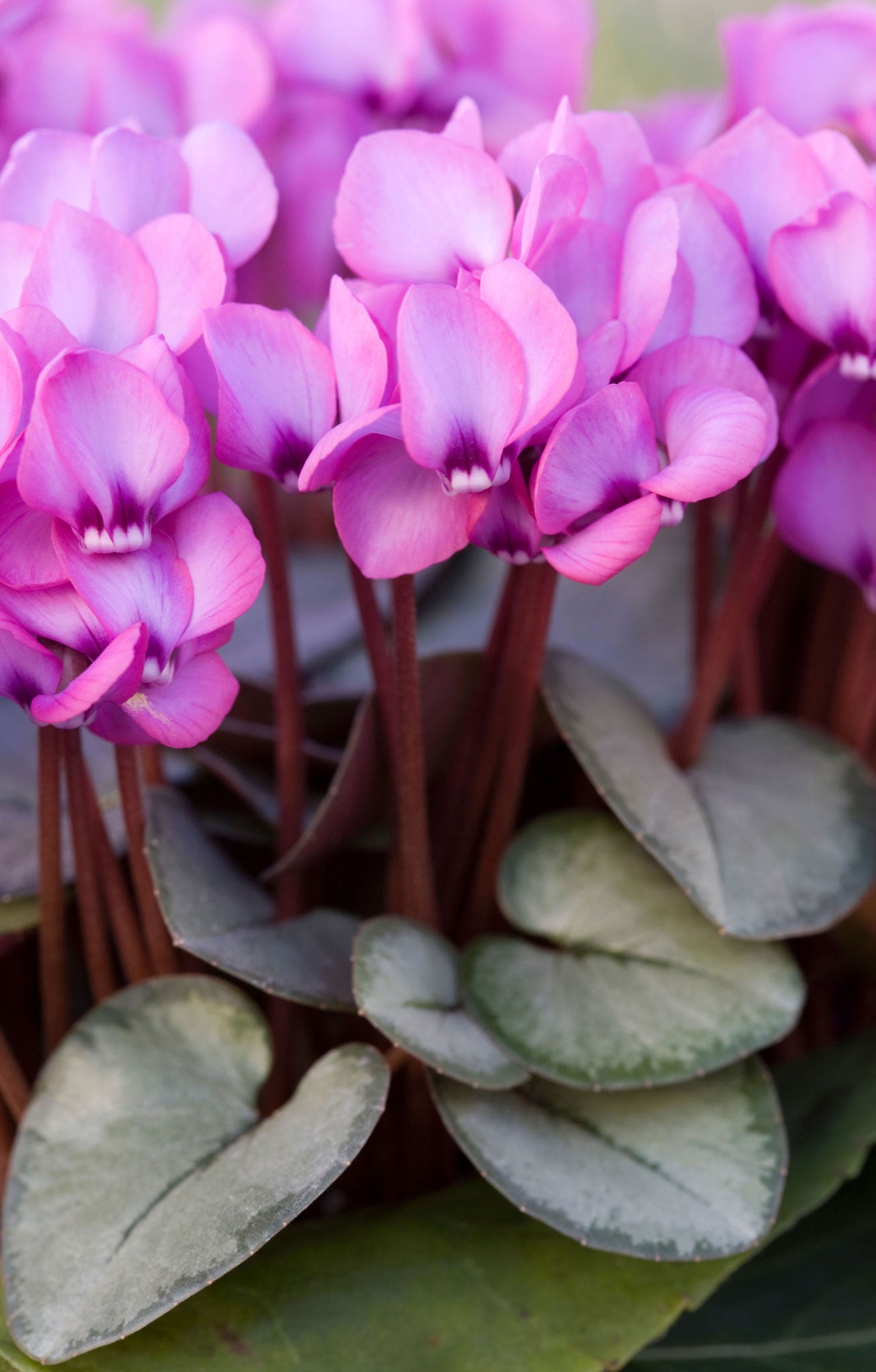 Who could resists cyclamen coum's rounded leaves, symmetrically marked with silver?