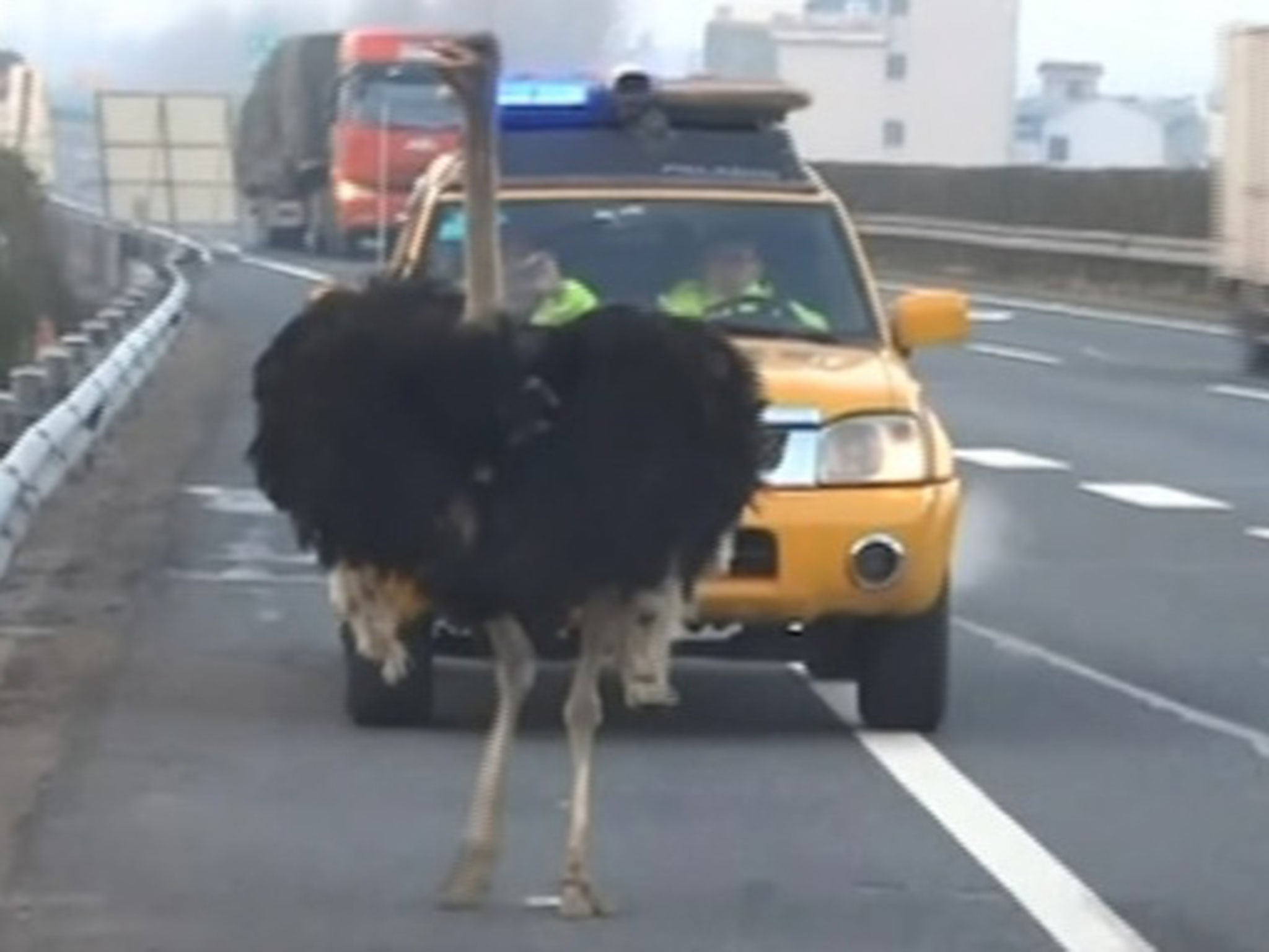 The ostrich was eventually chased down by police on the hard shoulder of the highway