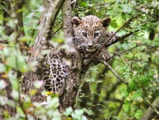 Landmine sanctuary: rare leopard finds haven