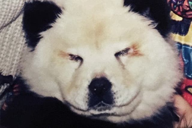 Bearing all: one of the Chow Chows which was dyed to look like a panda
