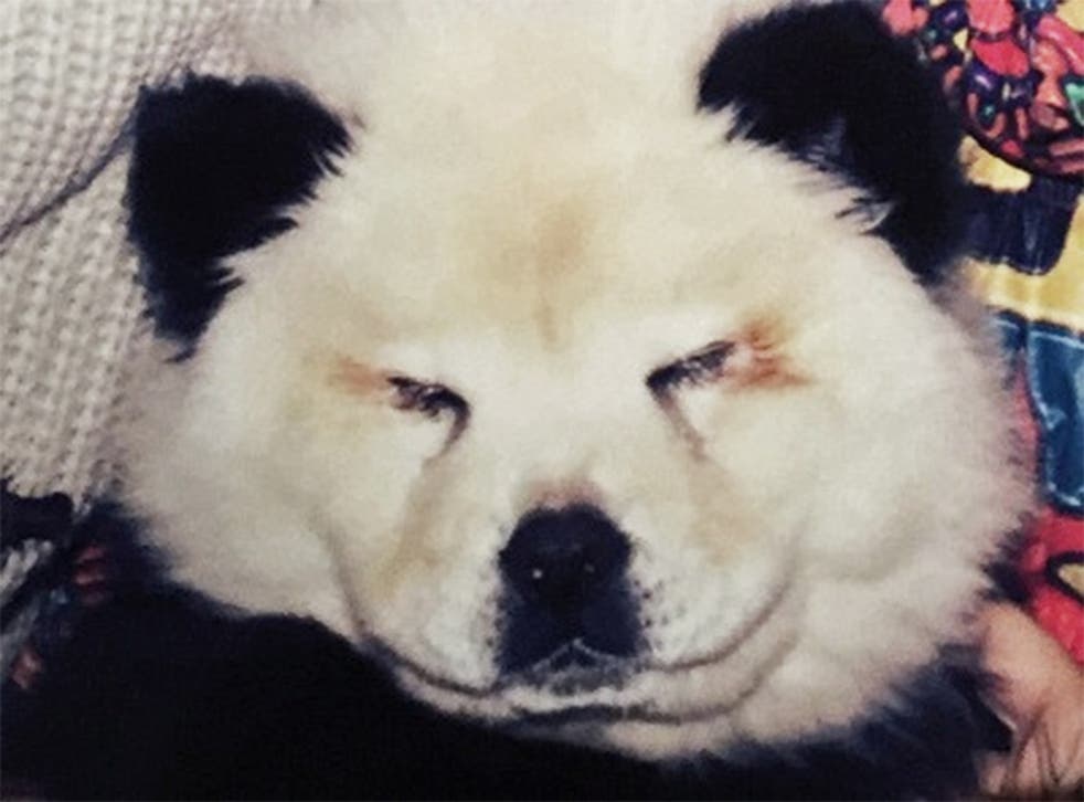 Bearing all: one of the Chow Chows which was dyed to look like a panda