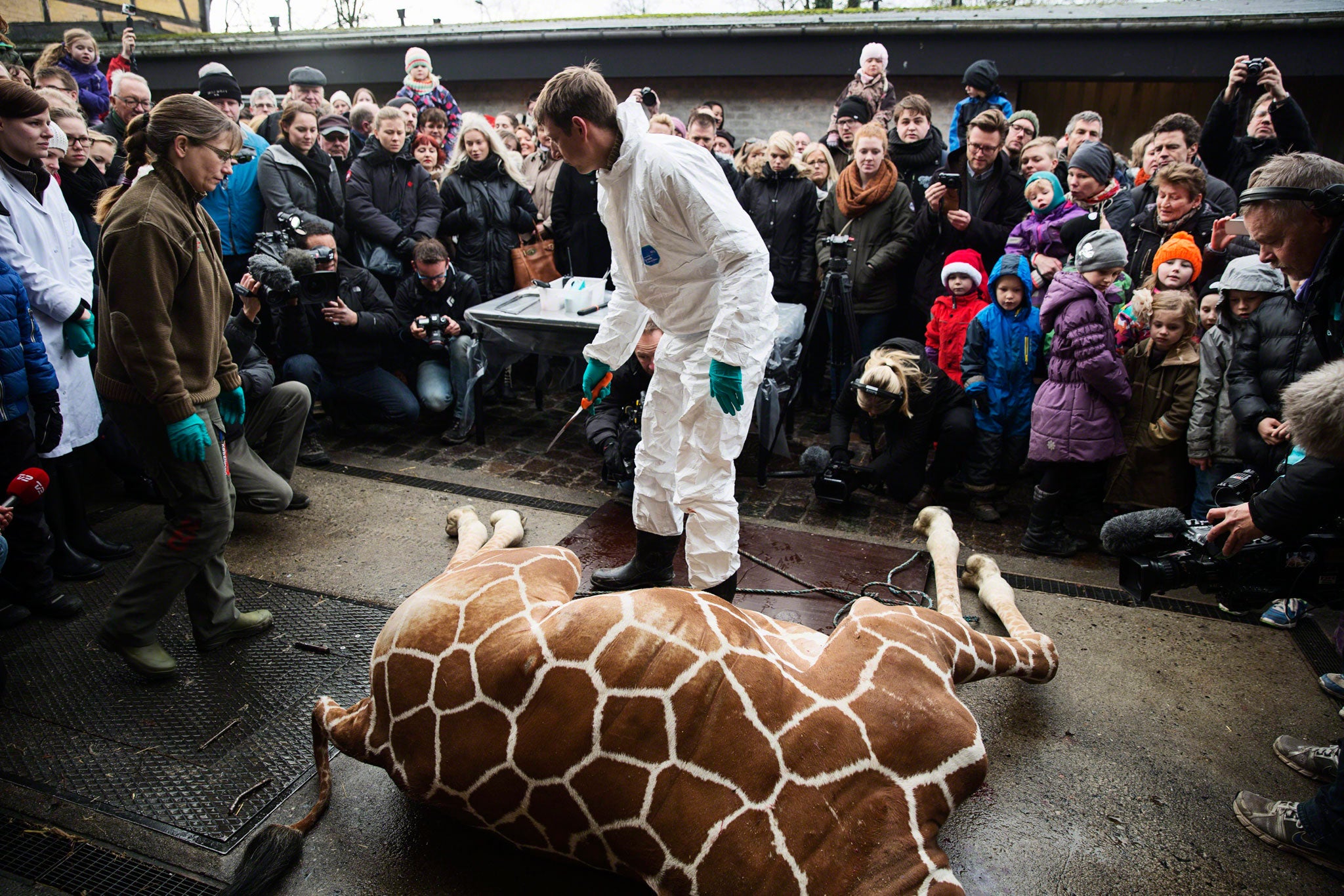 Marius the giraffe was handed a death sentence by his Danish keepers