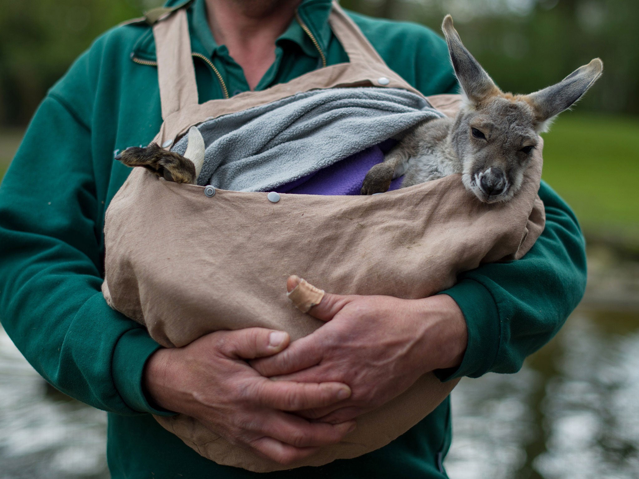A baby kangaroo.