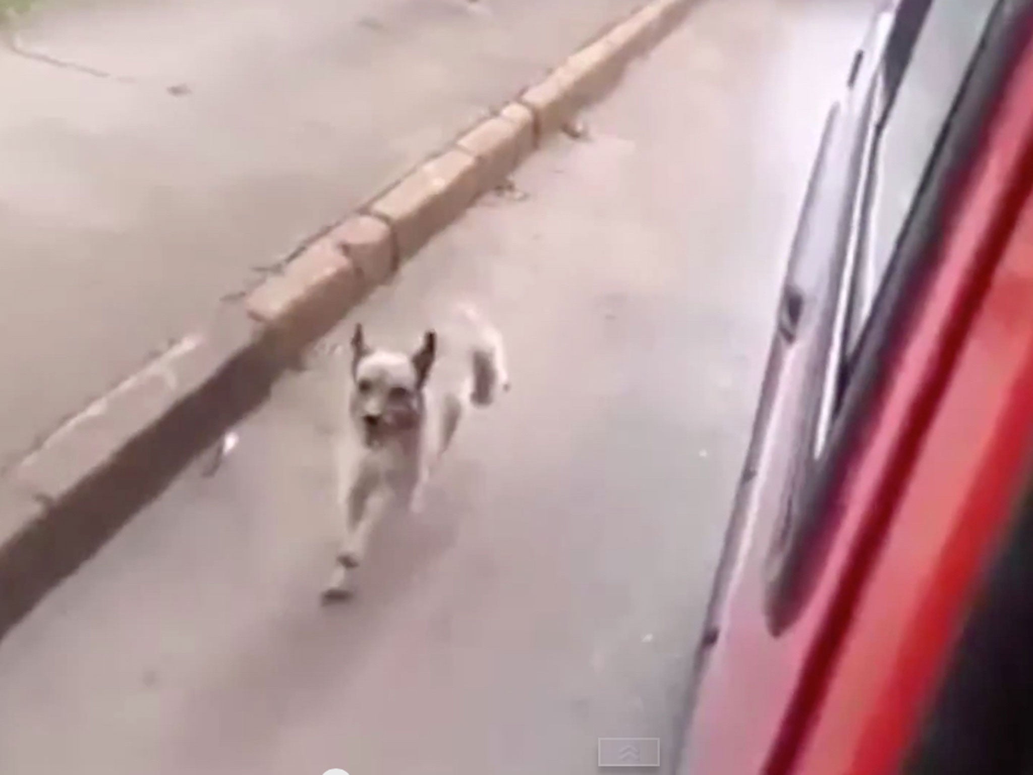 A dog which chased its owner's ambulance