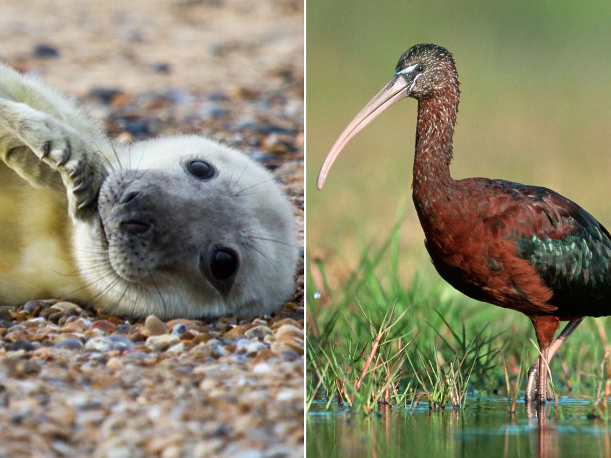 The glossy ibis had a better year than seals