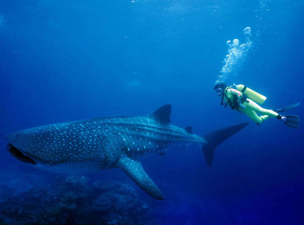 Whale sharks can reach sizes of up to 18m in length and weigh more than 30 tonnes