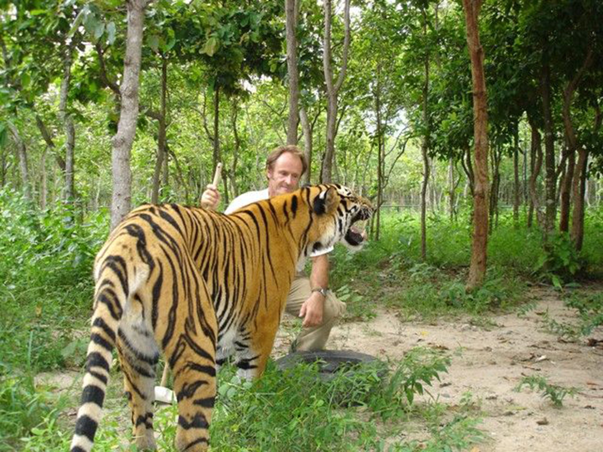 Nick Marx with a tiger at a Wildlife Alliance rescue centre