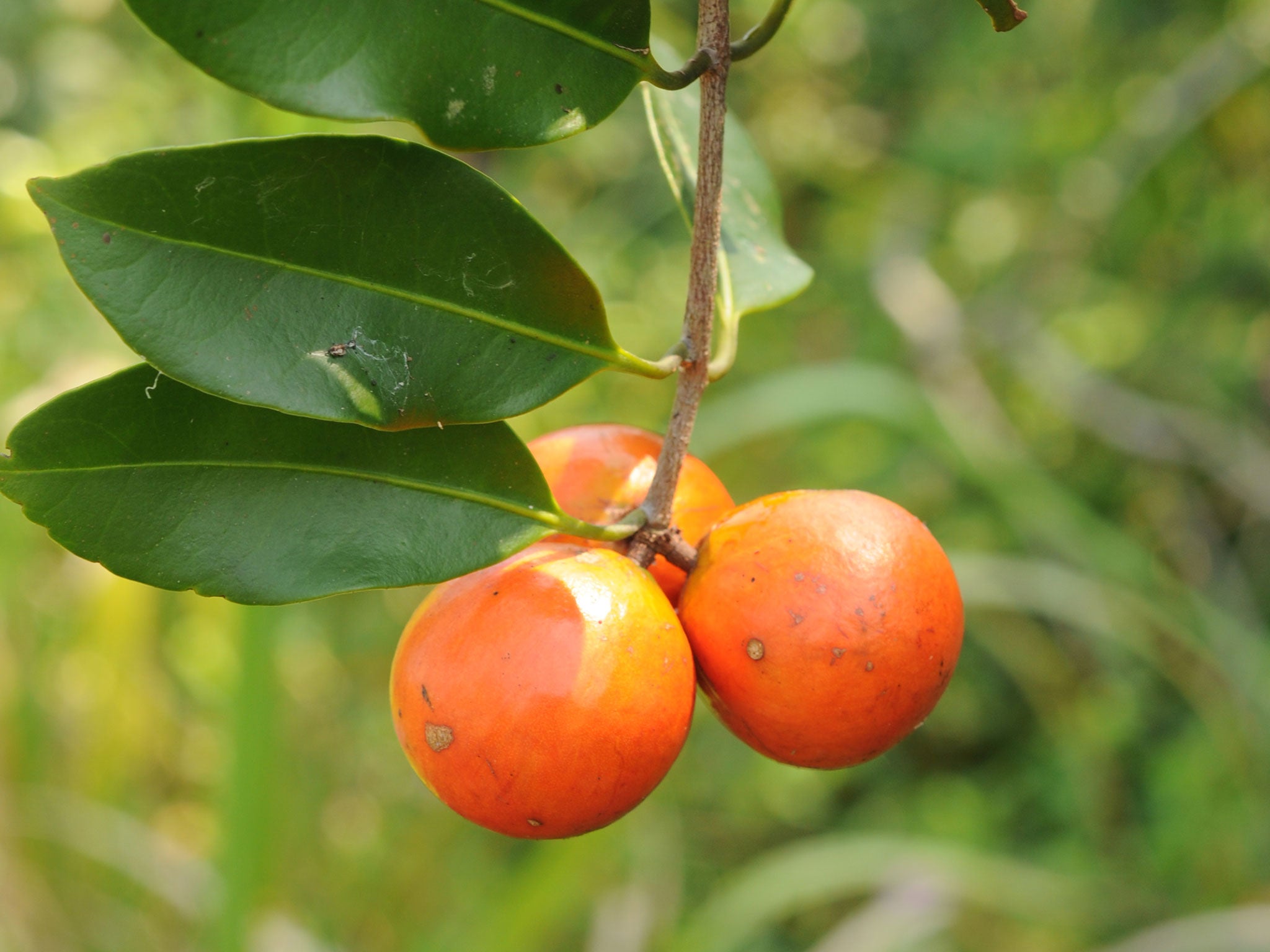 Salacia arenicola, a climbing shrub from Republic of Congo