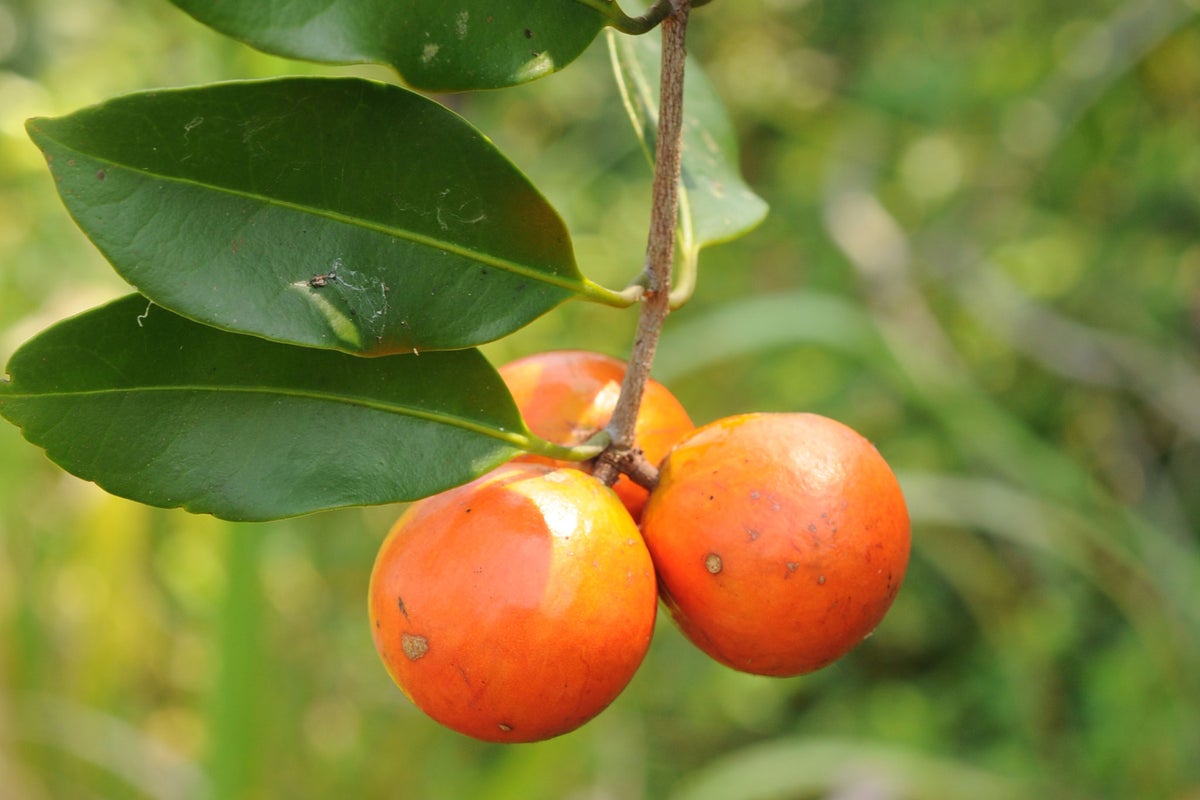 Kew Gardens scientists discover ingenious new 'gobstopper' fruit tree ...