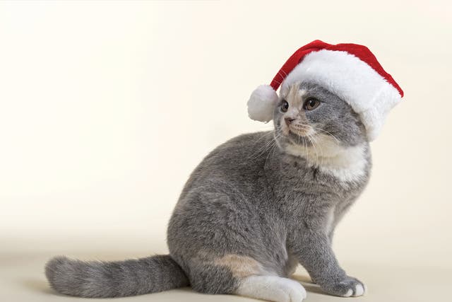 A festive cat (not the author's) embraces the Christmas spirit