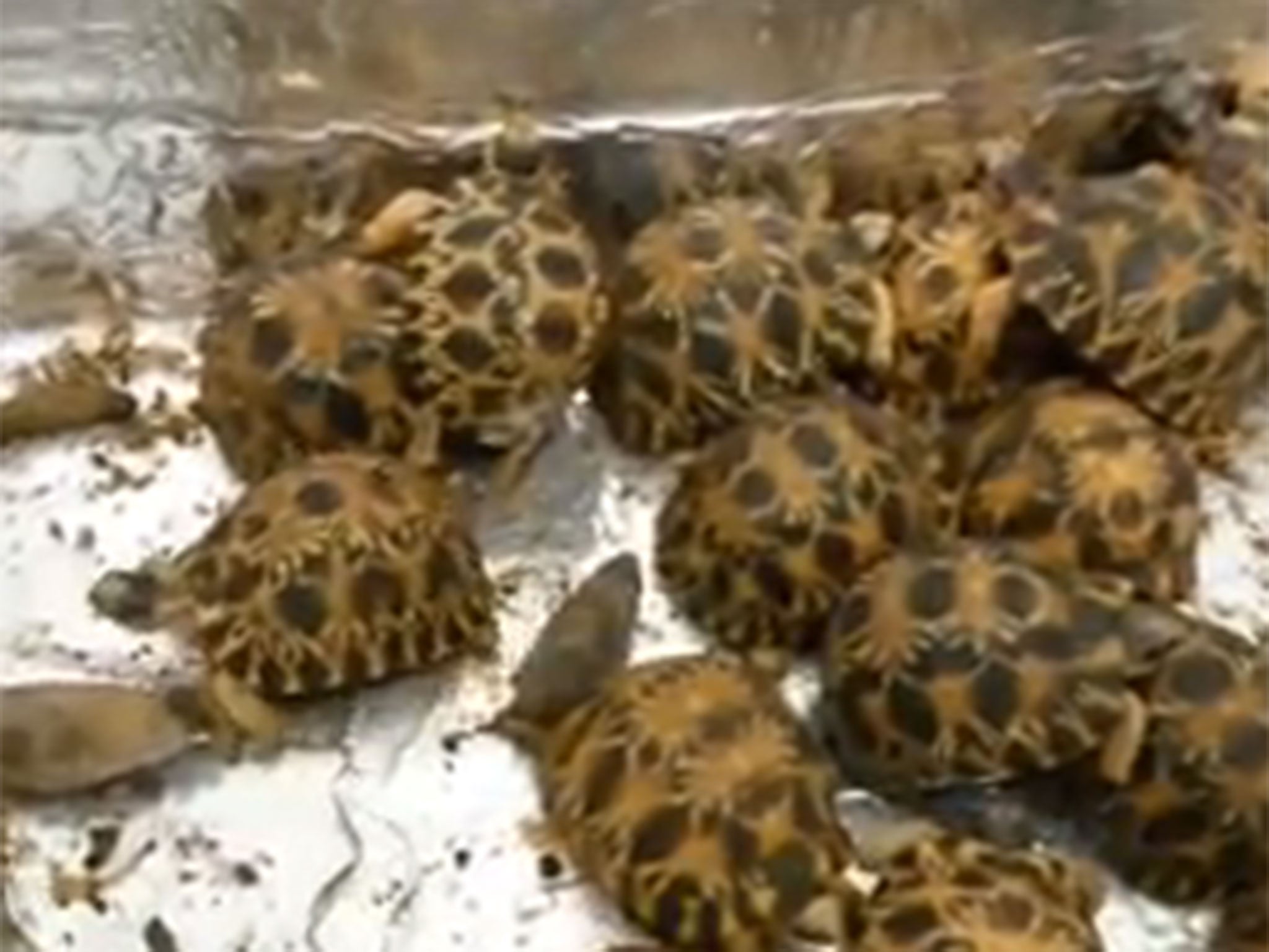 170 rare baby tortoises seized at Paris airport.