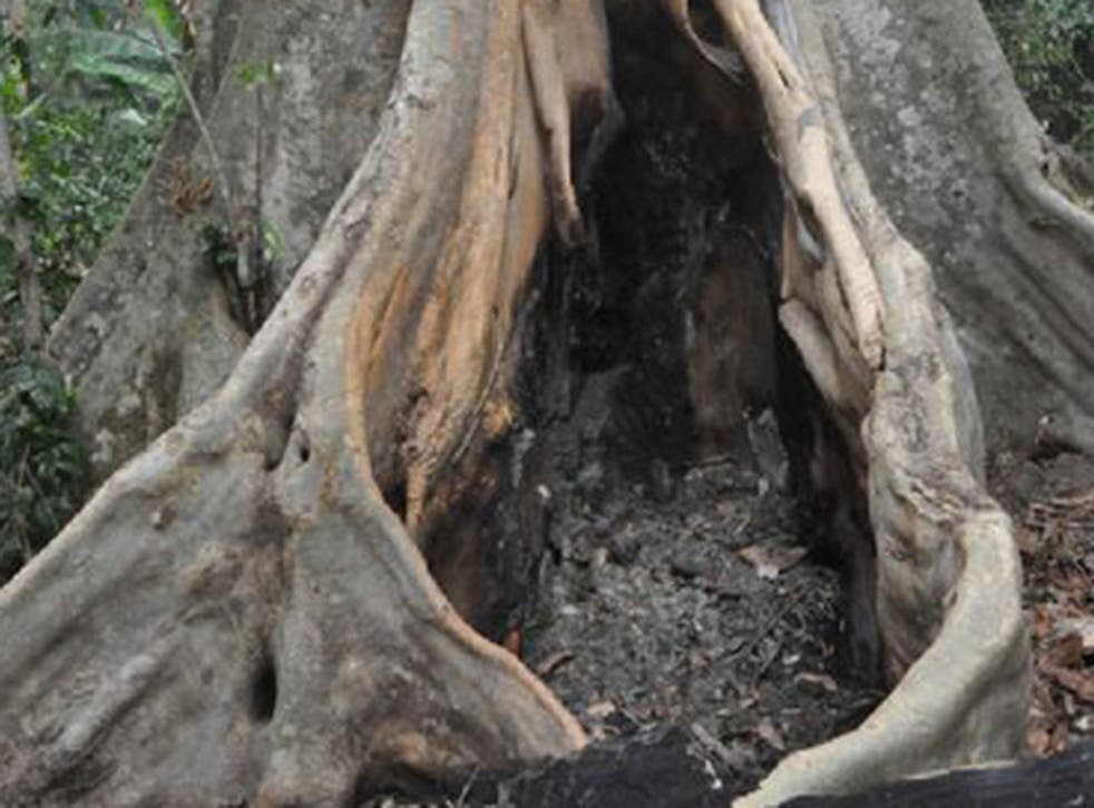 The tree where Ebola's patient zero is believed to have played with infected bats