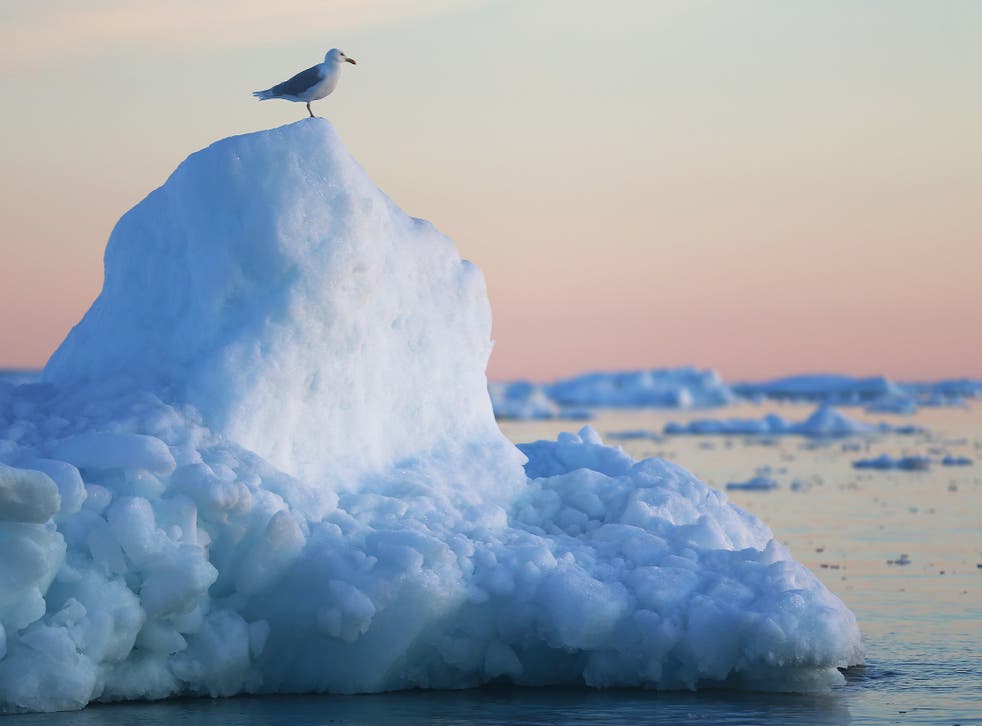A seagull stands on an iceberg that has broken off from a glacier in Greenland