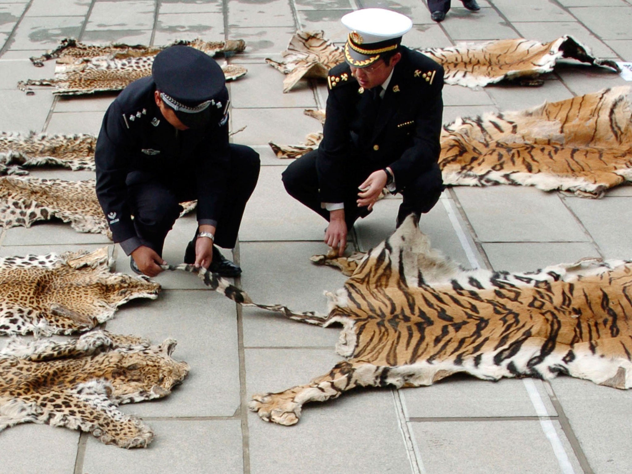 File: Chinese officials inspect a piece of tiger skin on June 14, 2005 in Lhasa of Tibet Autonomous Region, China