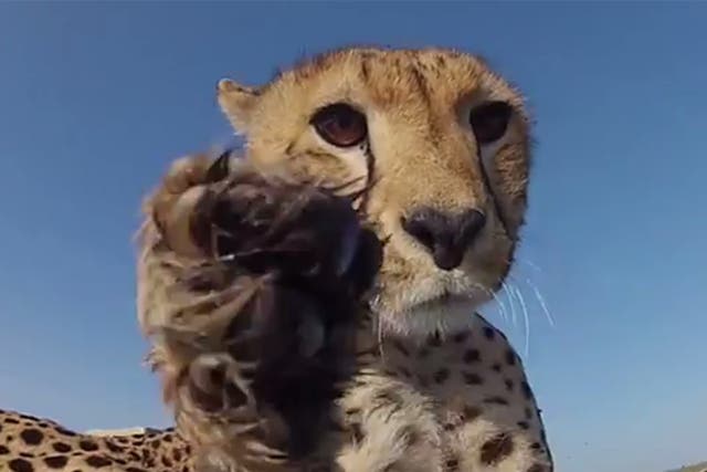 The male cheetah cub spots the GoPro camera
