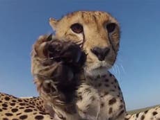 Watch a cheetah use a GoPro Camera as a chew toy in the Serengeti