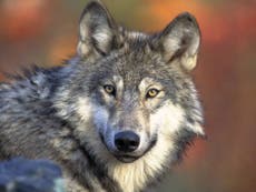 Gray wolves could once again be hunted as they lose endangered status
