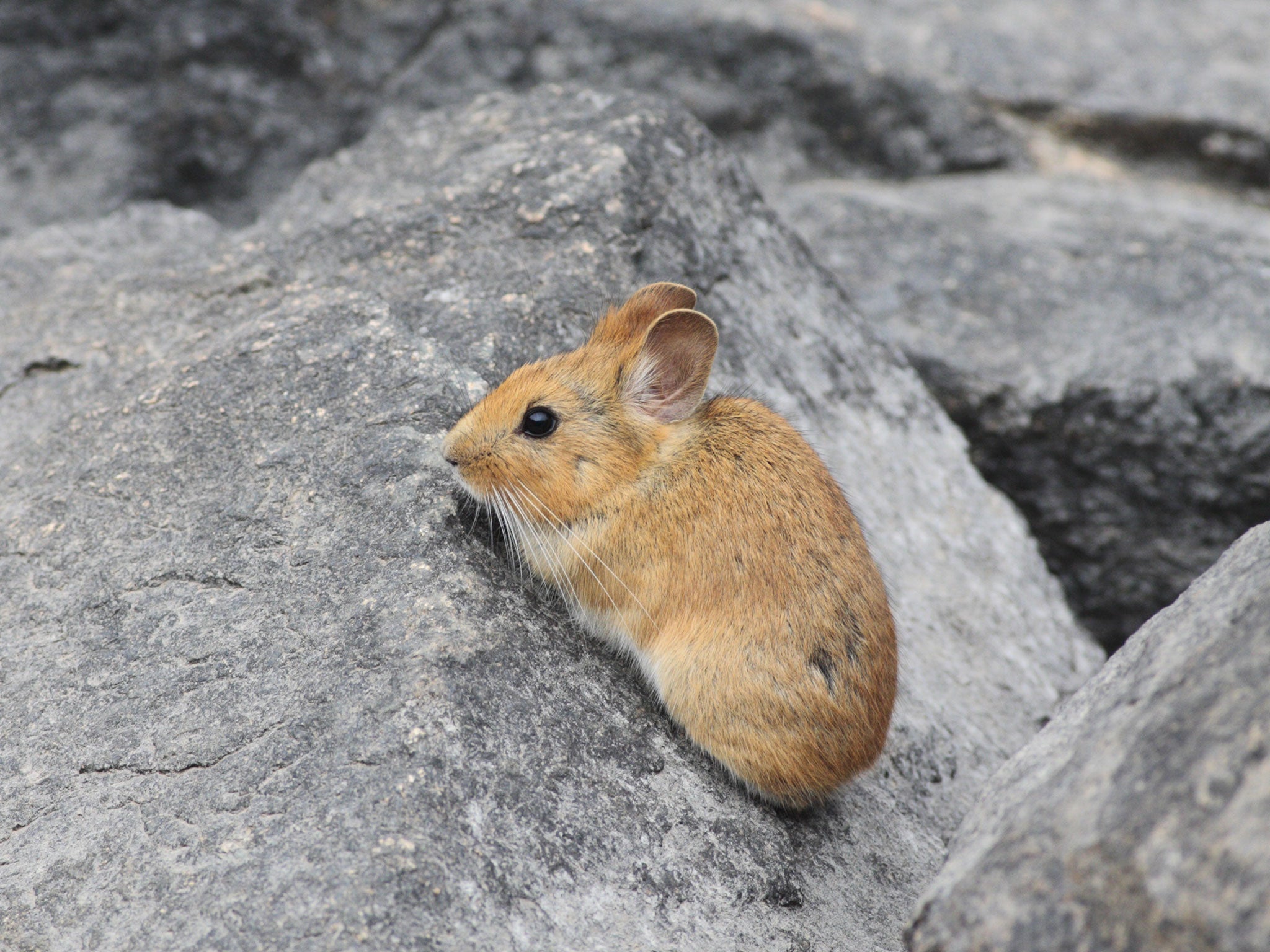 A Chinese red pika (Ochotona erythrotis) standing on a rock in the Mengda Nature Reserve, Qinghai Province, China (REX)