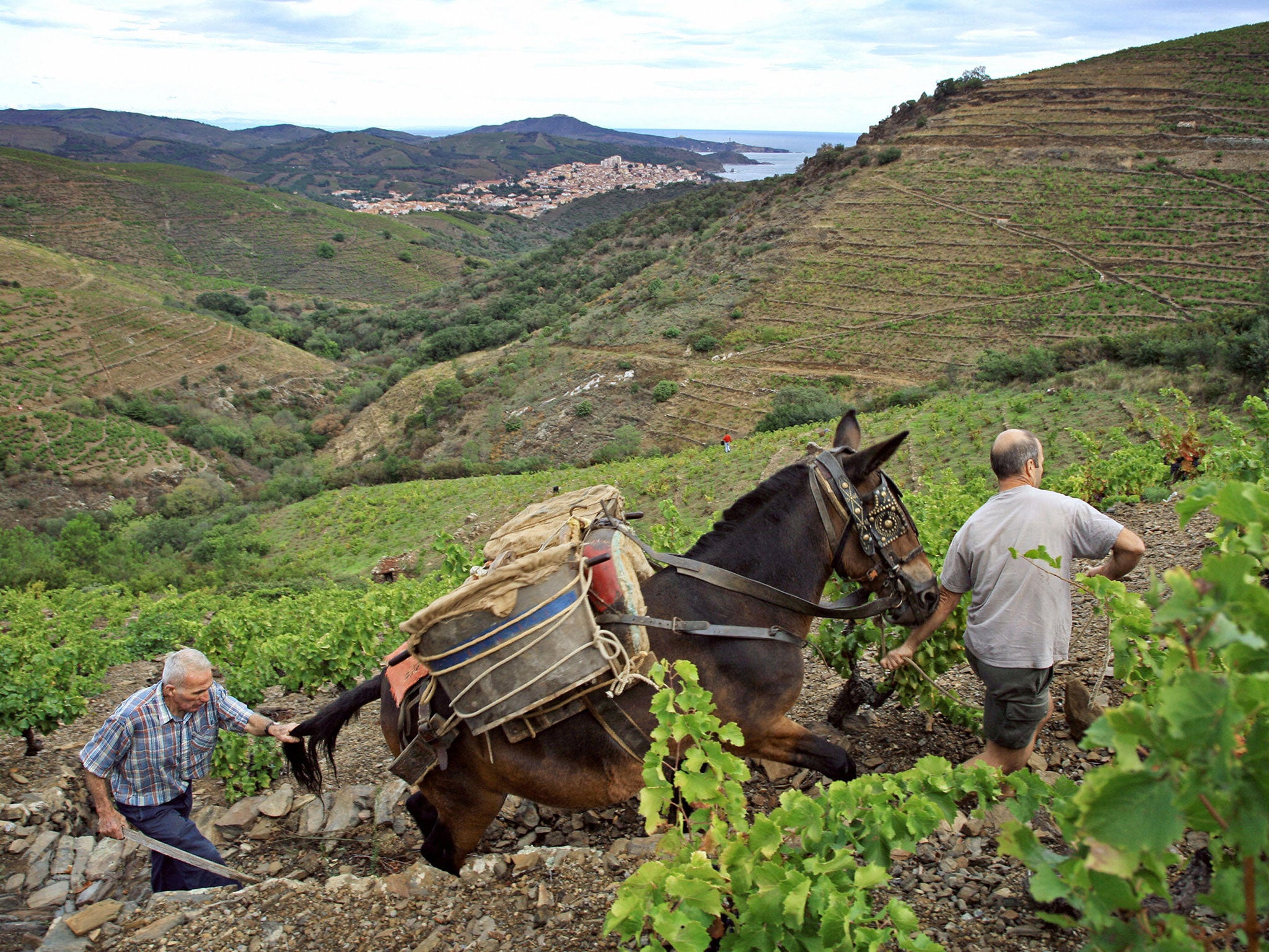 Harvesting the old way on the steep slopes at Banyuls Sur Mer in south-western France