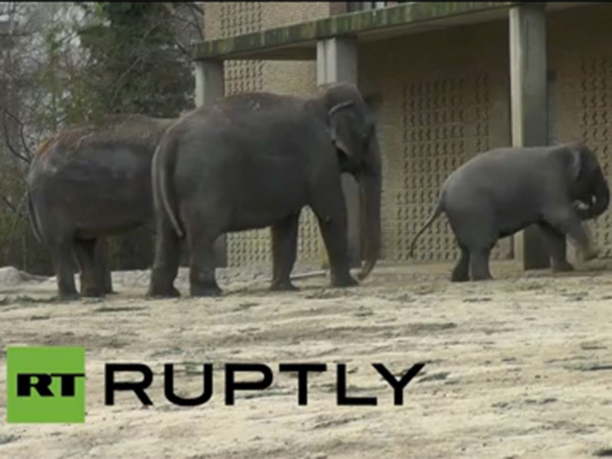 Video Elephants play with Christmas trees before eating them The Independent The Independent