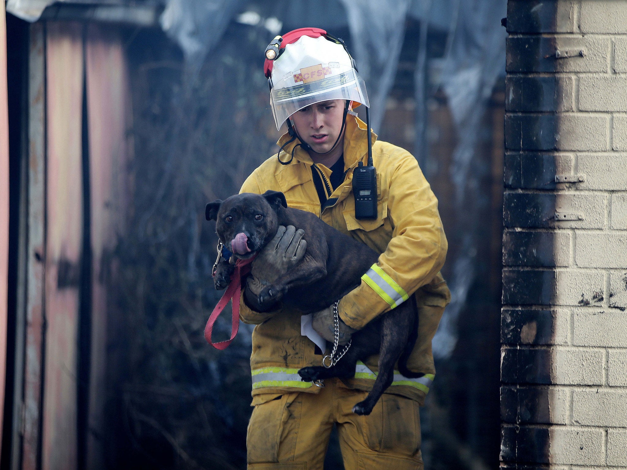CFS volunteer Lukas Lane-Geldmacher rescues a dog from the Tea Tree Gully Boarding Kennel and Cattery in Inglewood, South Australia
