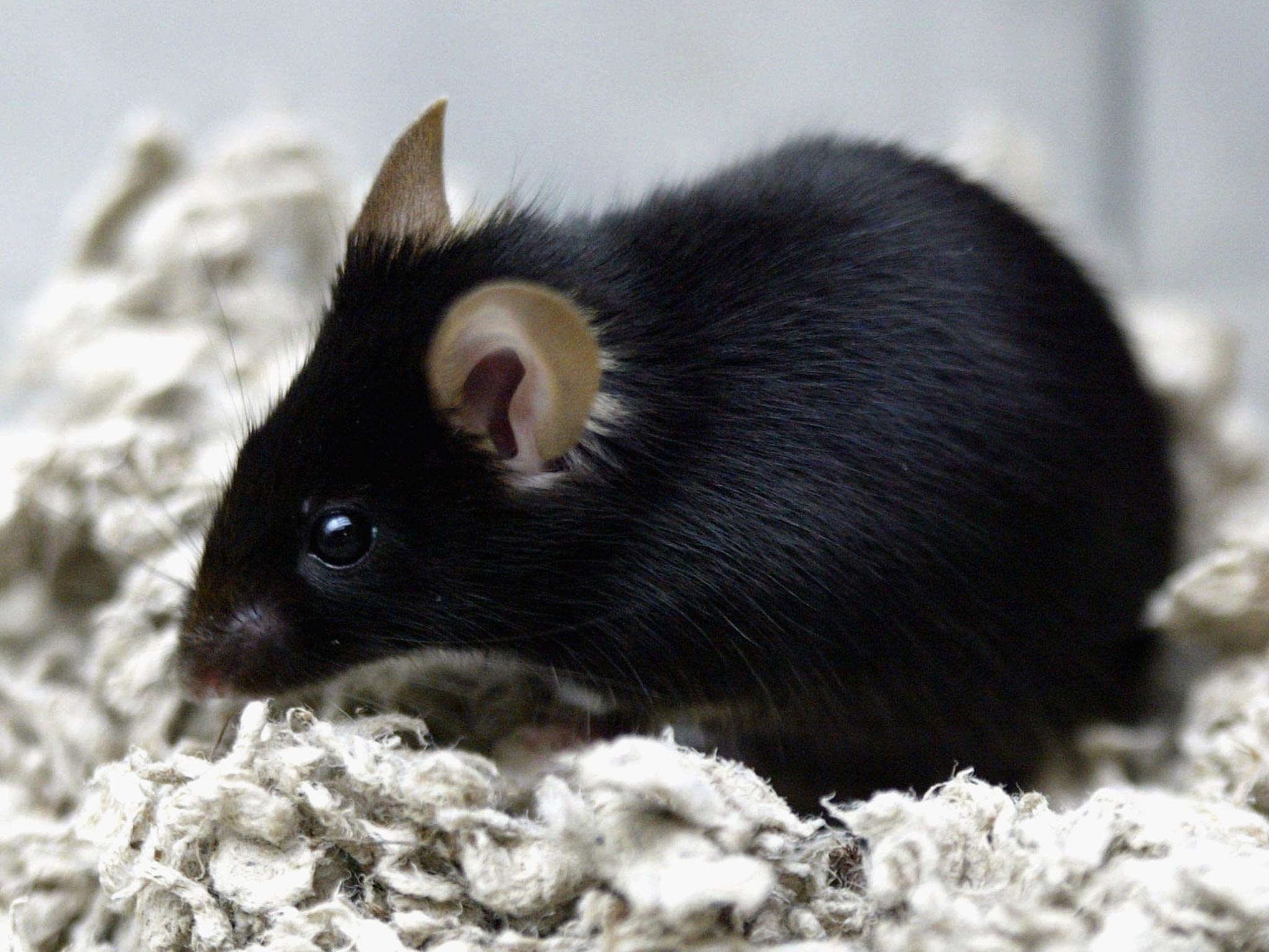 So far the drug has only been tested on mice; human trials are planned (Getty)