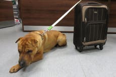 Read more

Dog found abandoned outside railway station with suitcase