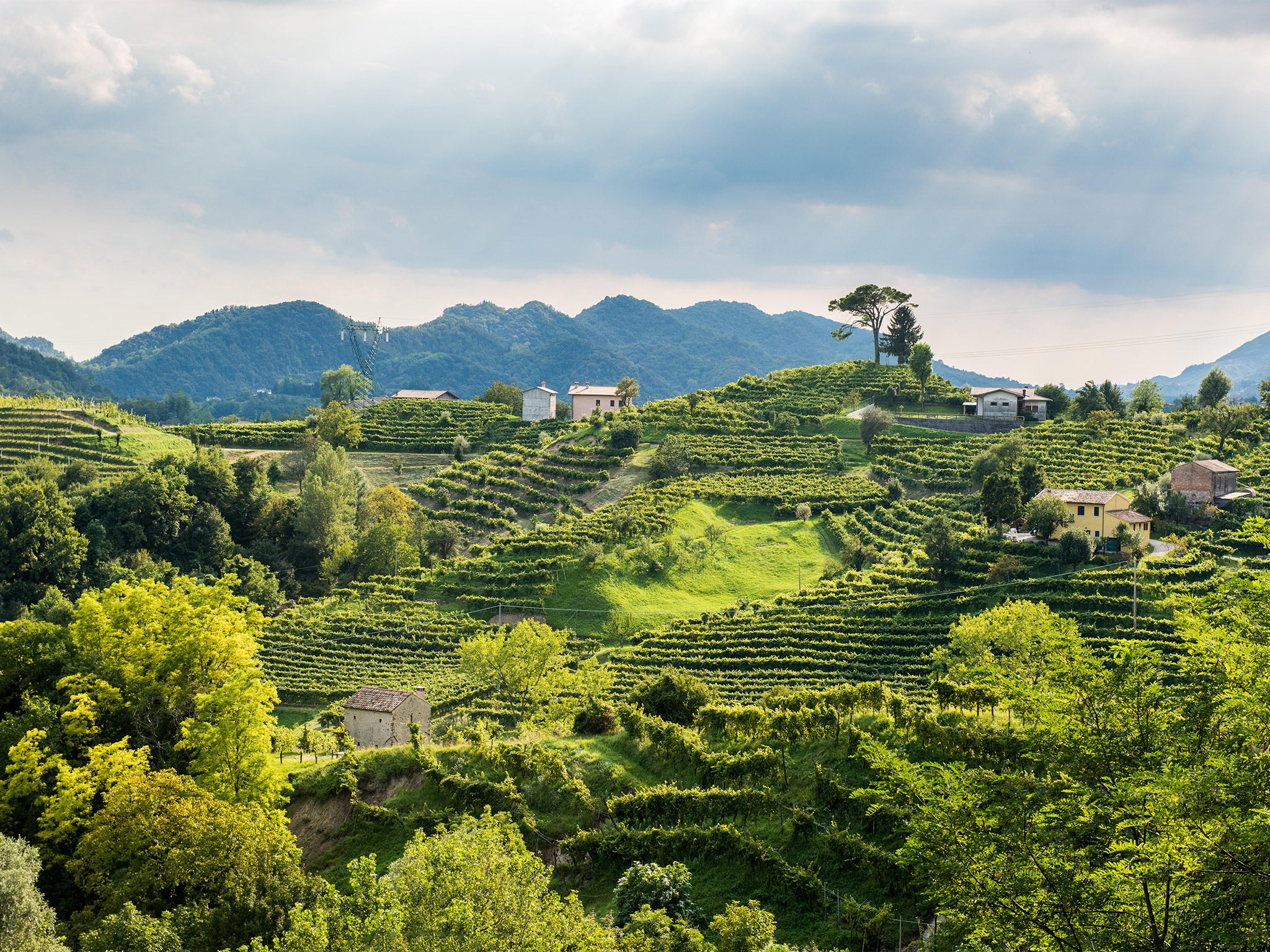 Italy’s famous Prosecco comes from vineyards just north of Venice