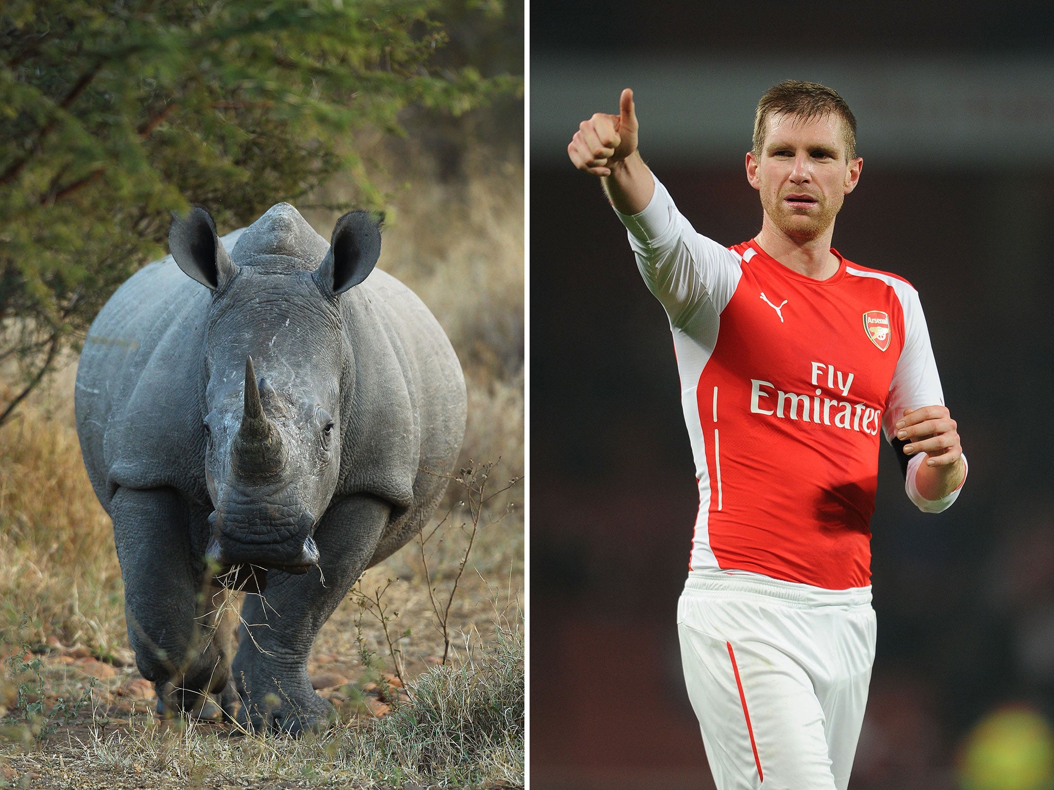 Wojciech Szczesny's father compared Per Mertesacker's agility to that of a rhino