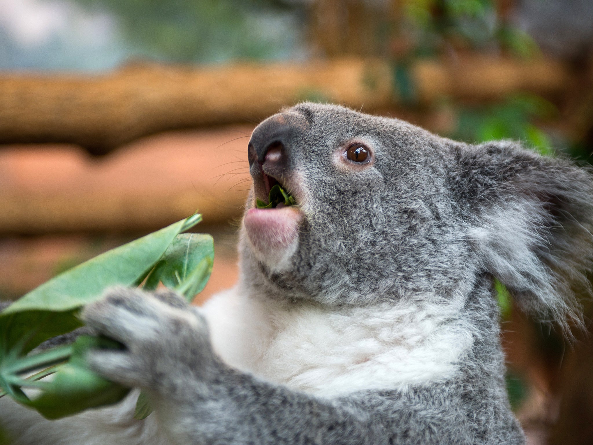 Conservation groups have appealed for cotton mittens for koalas