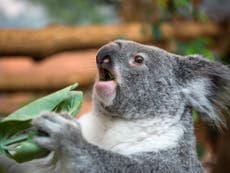 Conservation groups appeals for mittens for koalas with burned paws
