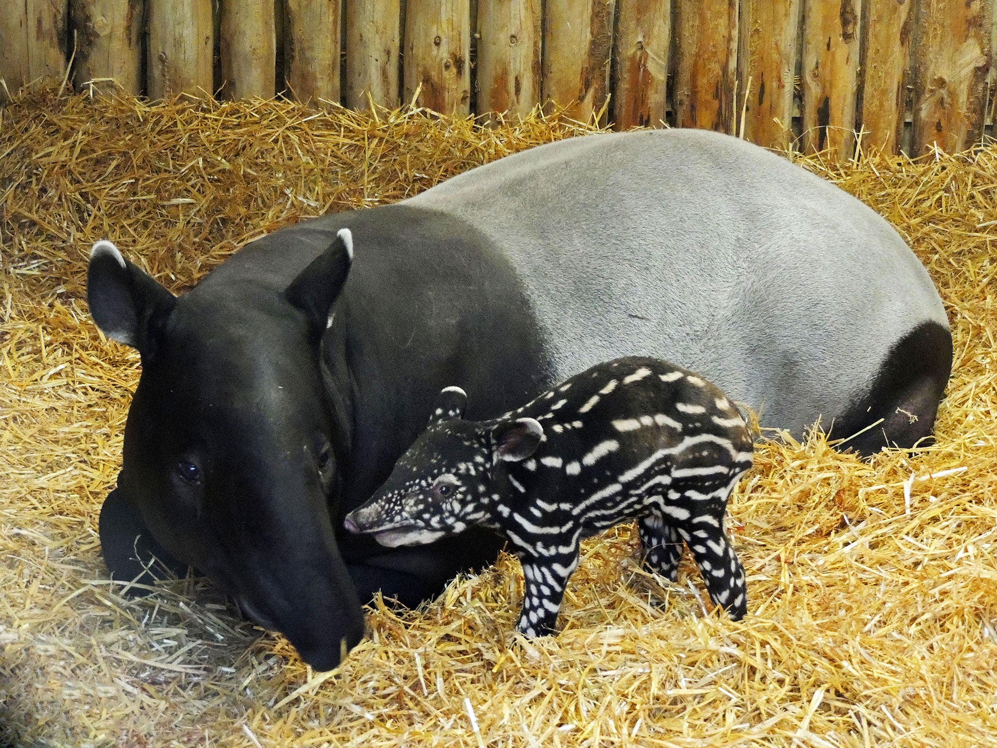 Video: Rare baby Malayan tapir born at Edinburgh Zoo | The Independent |  The Independent