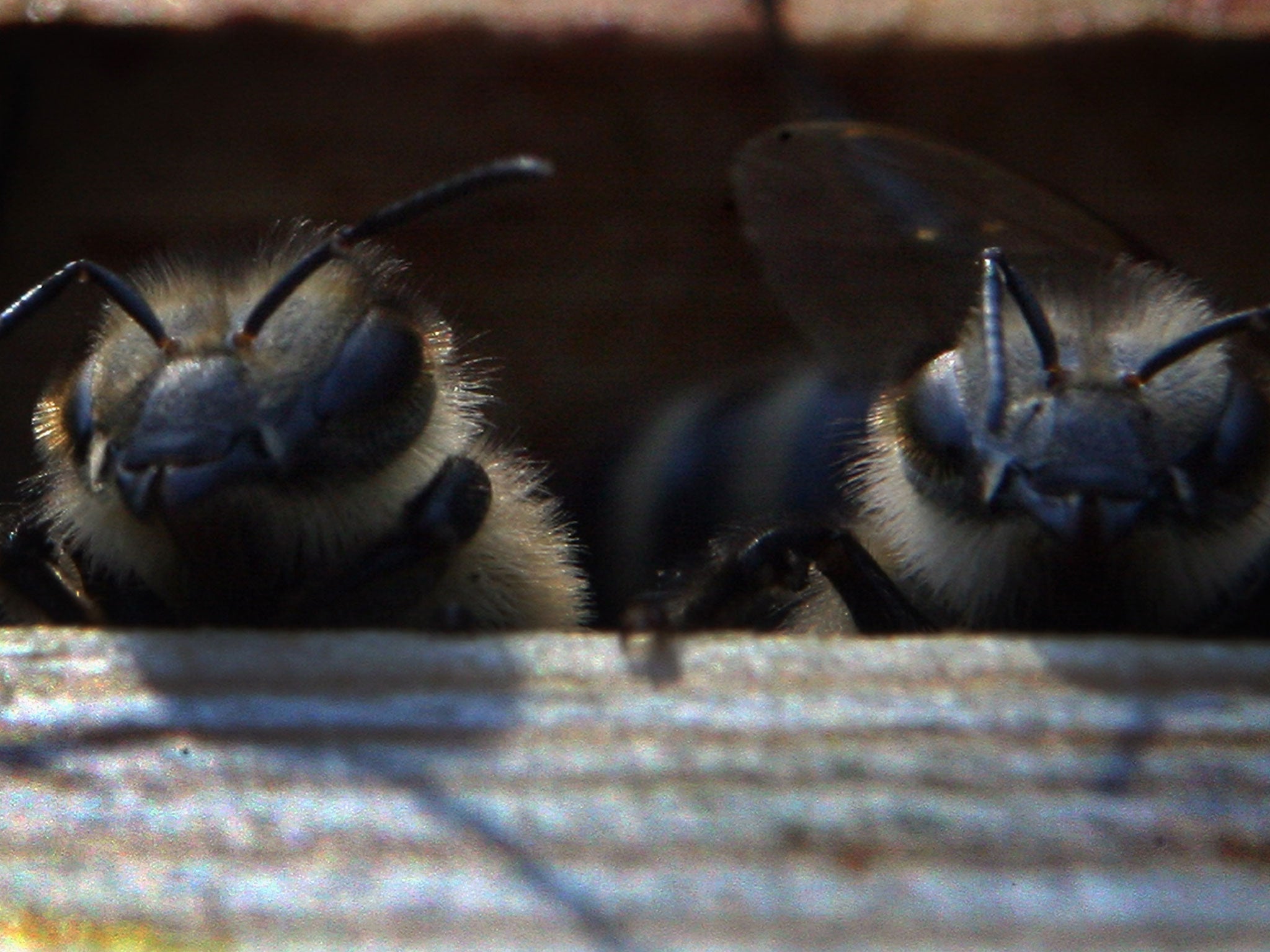Two bees watch from their hive at the Blackhorse Apairy Beekeeping Centre in St Johns, near Woking