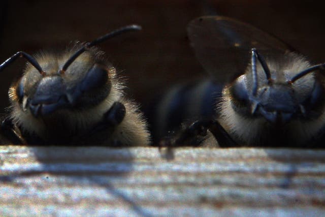 Two bees watch from their hive at the Blackhorse Apairy Beekeeping Centre in St Johns, near Woking