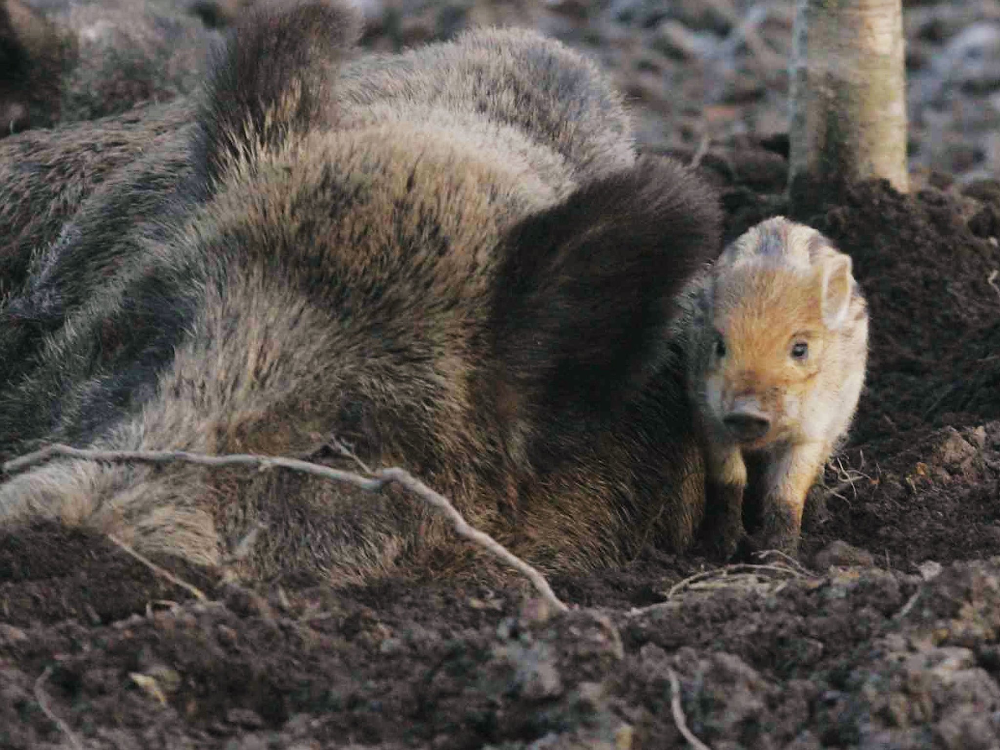 Baby boars are starving to death when their mothers are killed, one expert said