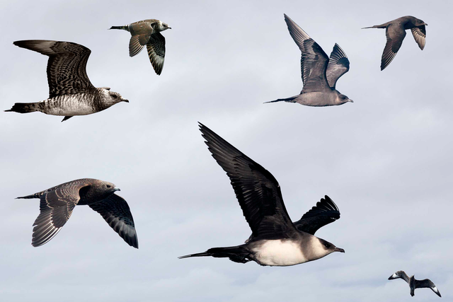 Arctic skuas are struggling to maintain their populations in northern Scotland