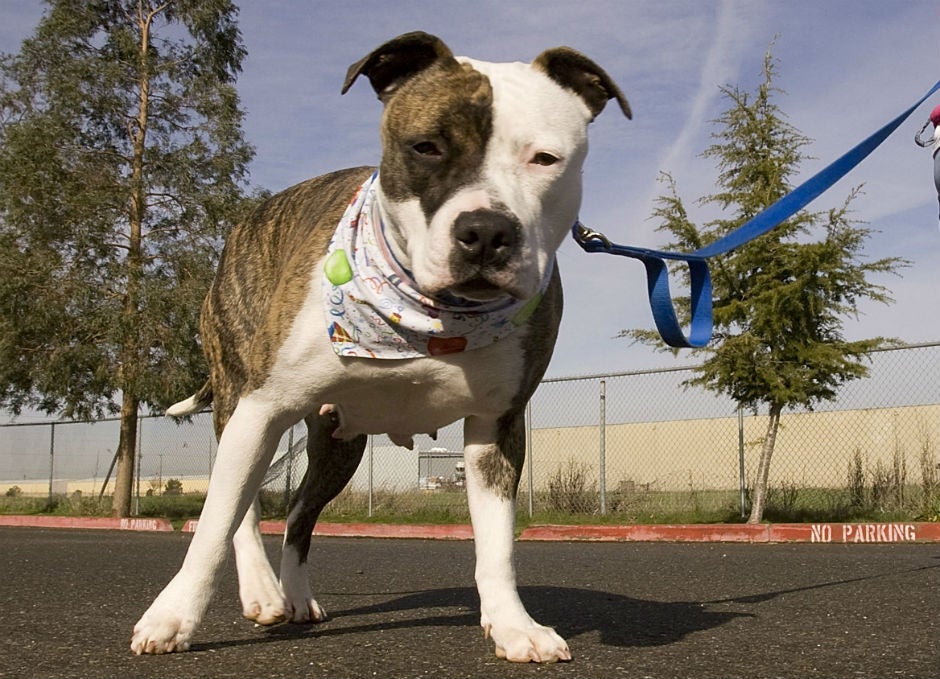 The nine-year-old pitbull mix (not pictured) is an assistance dog