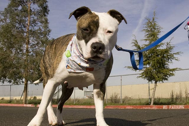 Hero the pitbull (not pictured) has been rescued and is up for adoption