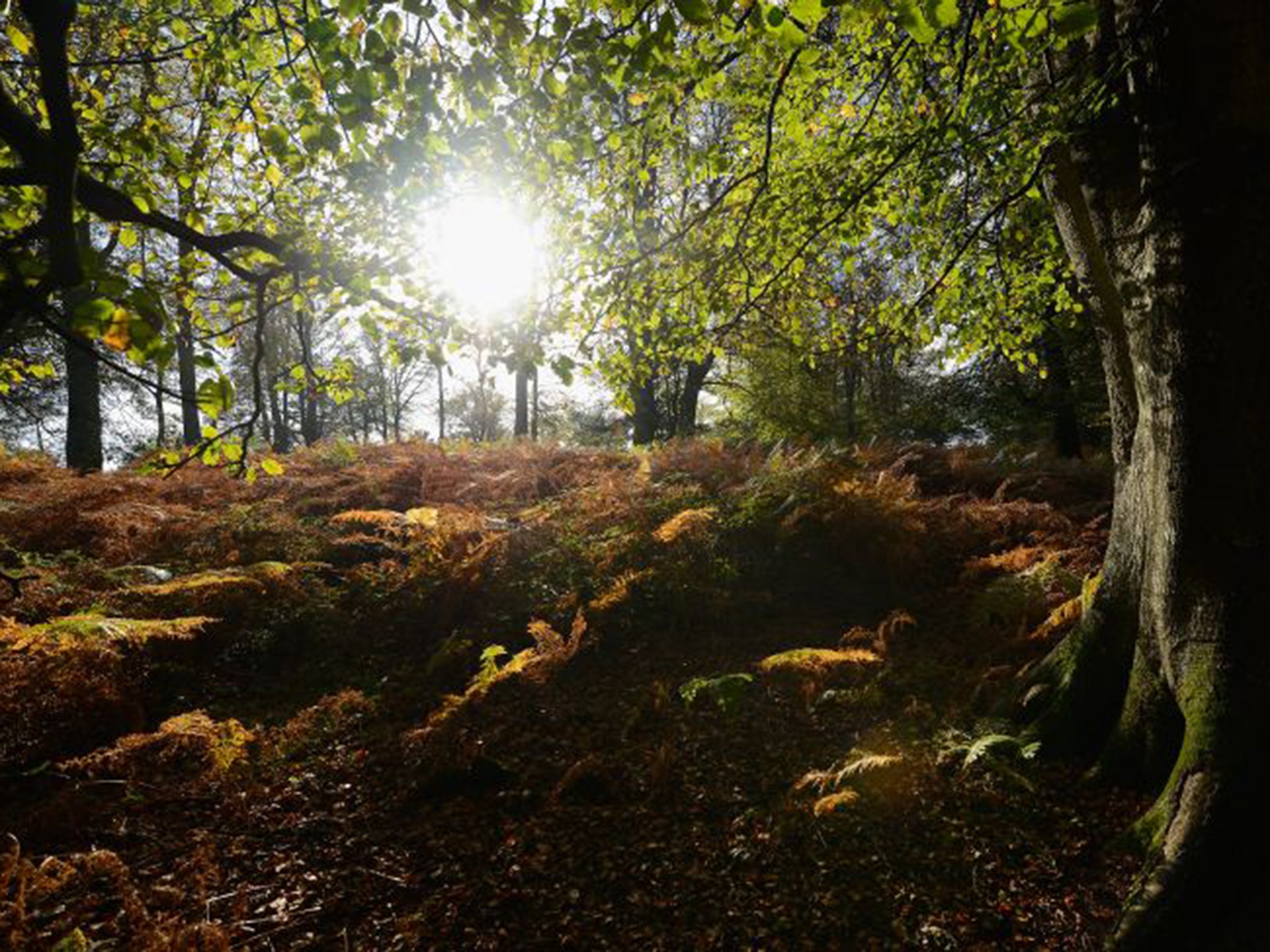 The New Forest; it is feared that Britain’s forests could suffer a similar fate to woodlands in much of the US, where vast stands of trees have been wiped out by beetles (Getty)