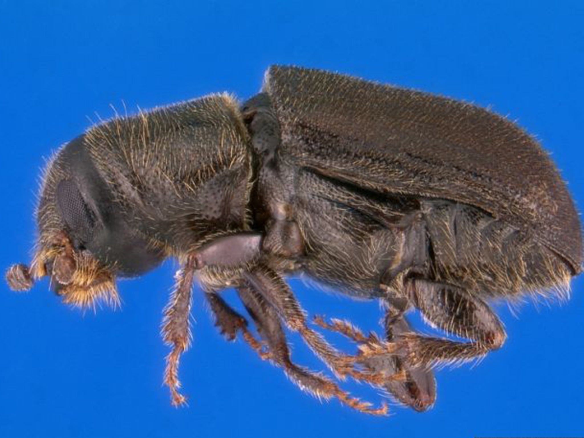 The pine bark beetle
