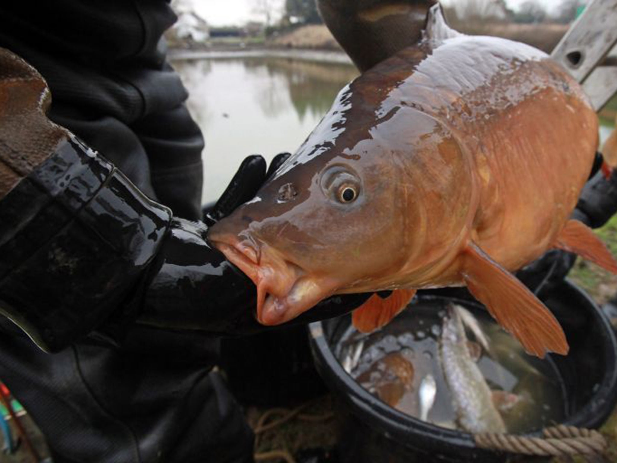 Chemicals in freshwater fish put health at risk