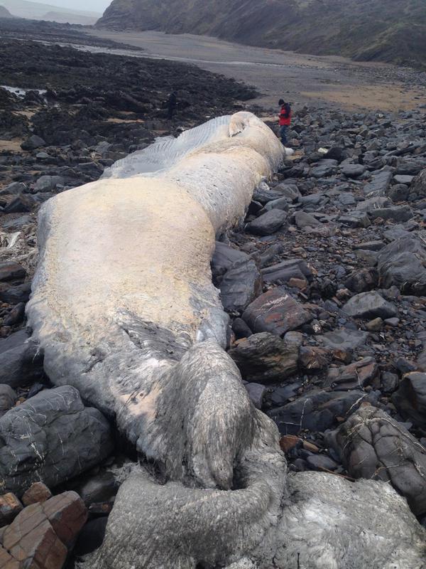 The whale carcass is now being examine by marine biologists