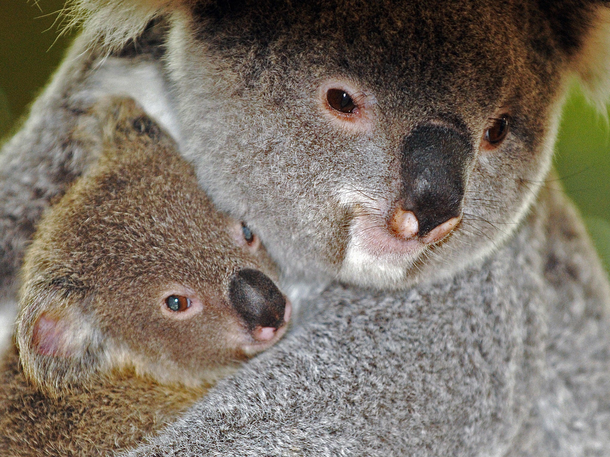 A mother and baby Koala cling to each other.