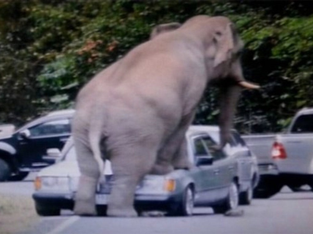 Trunk and disorderly: The elephant attacked several cars in behaviour blamed on the mating season