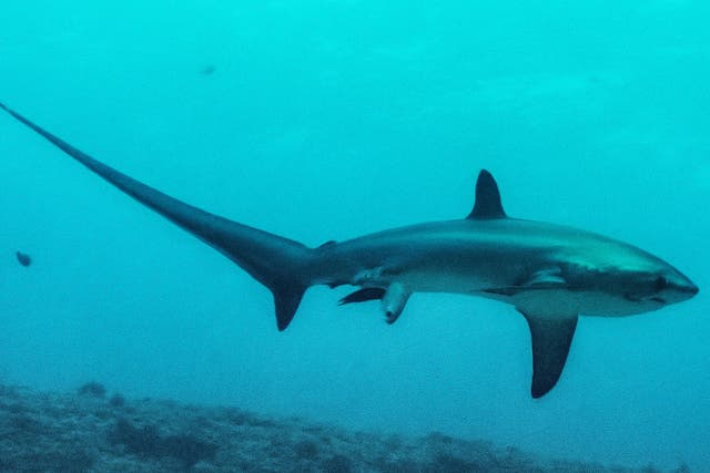 A thresher shark gives birth off the Philippines