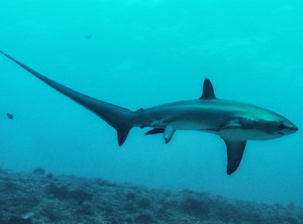 A thresher shark gives birth off the Philippines