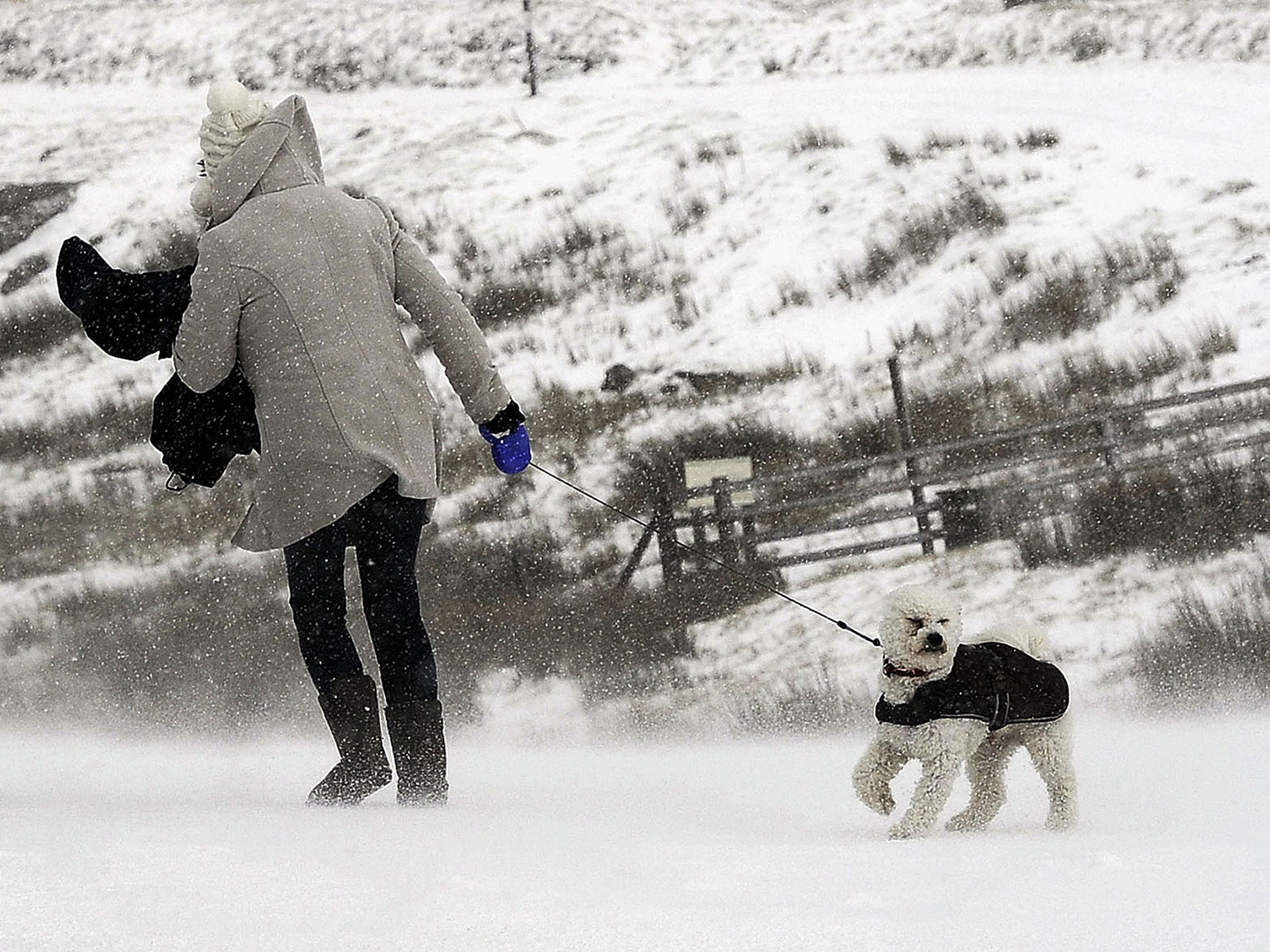 A dog walker in the snow on the Pennine hilltops near Reeth in the Yorkshire Dales