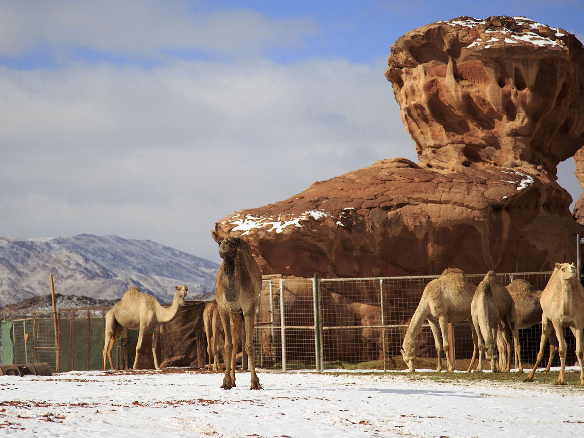 Camels stand in the snow in the Aleghan Heights, located some 1500 km northwest of the Saudi capital Riyadh in the Tabuk region, on January 10, 2015