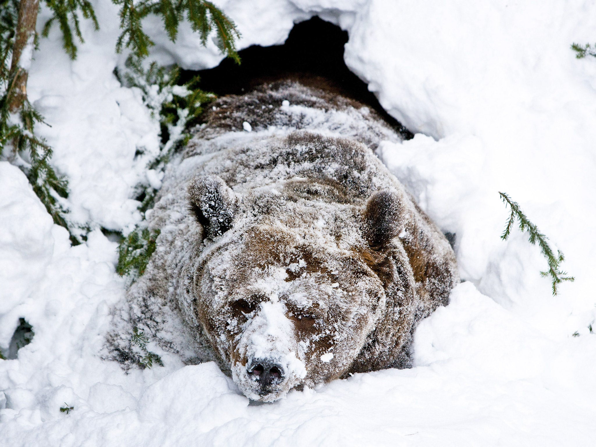 A male brown bear wakes up after winter hibernation