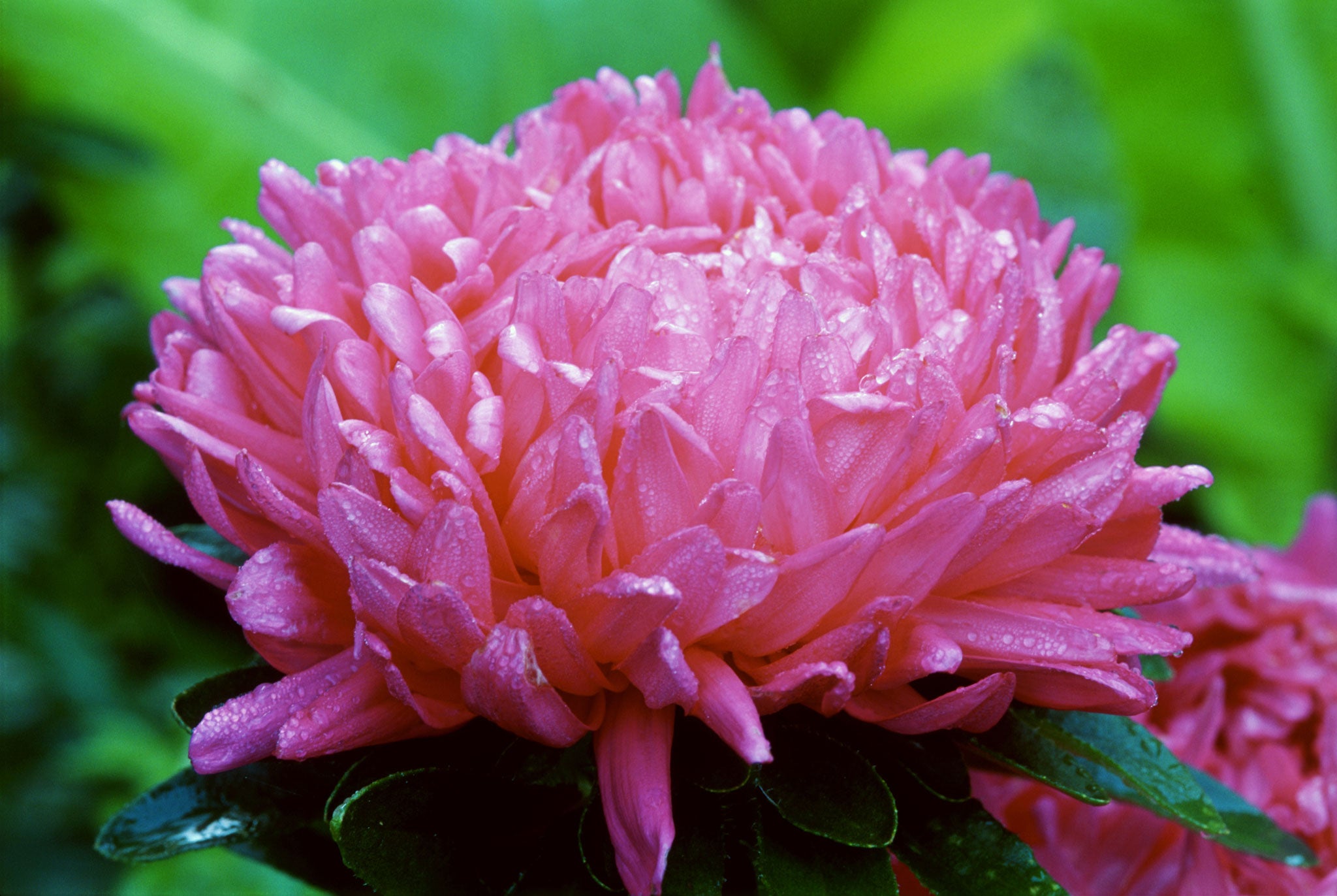 In the pink: The classic aster, Milady Mixed